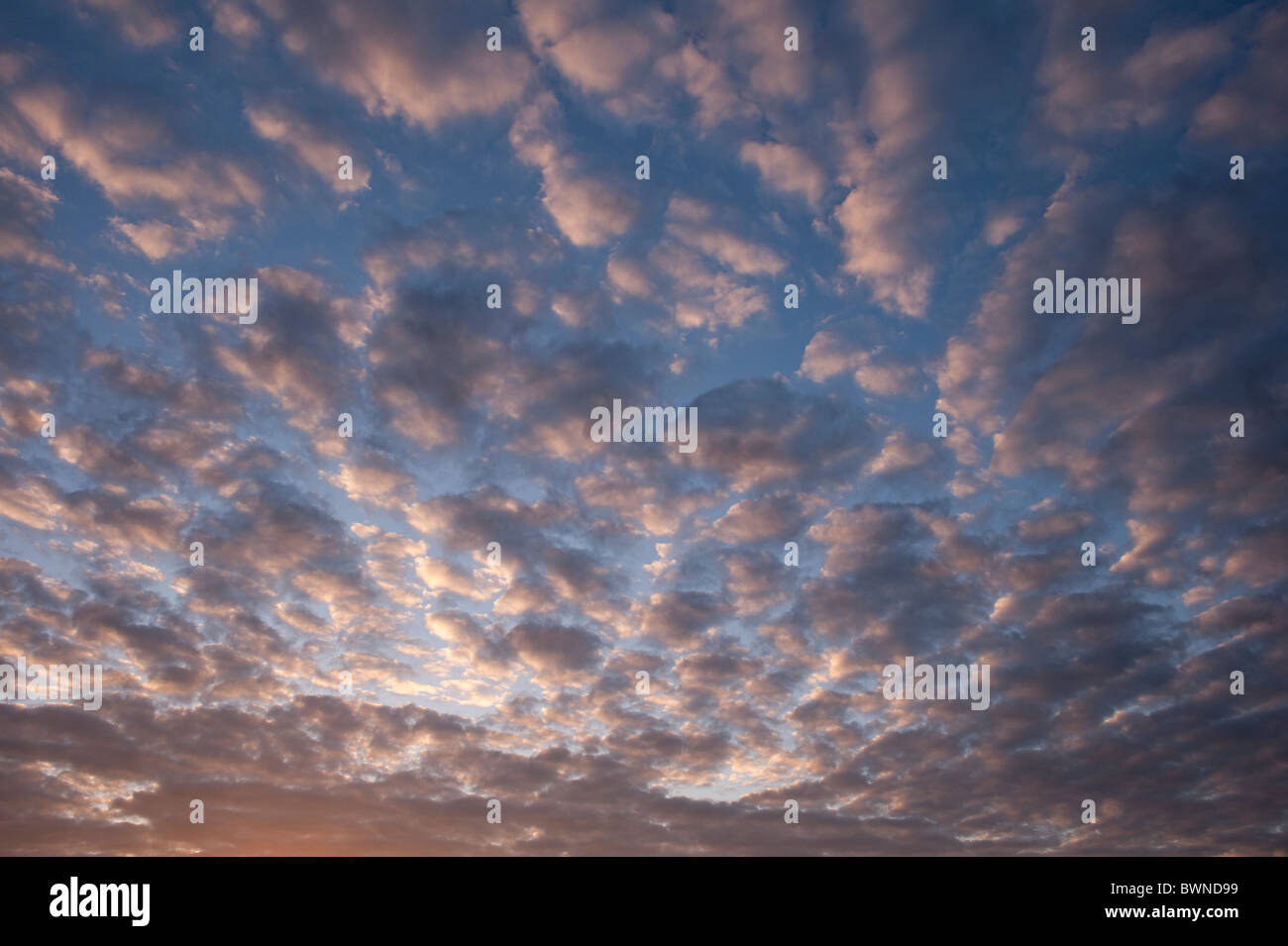Altocumulus clouds at sunset Stock Photo - Alamy