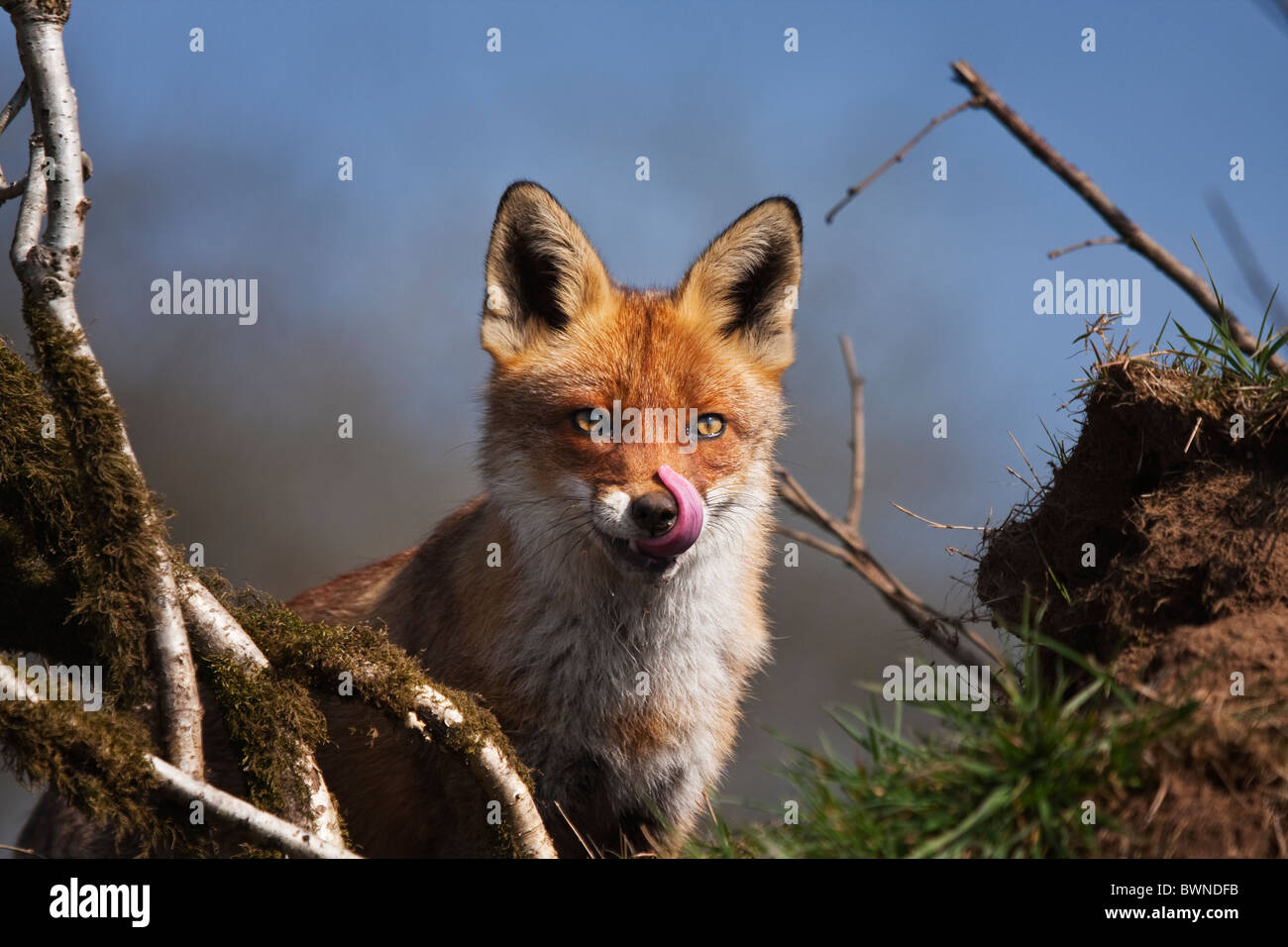Fox ( vulpes vulpes) licking it's lips, Devon Uk Stock Photo