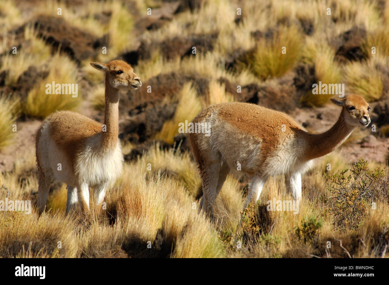 Chile South America Vicuna Vicugna vicugna near Paso Vizcacha San Pedro de Atacama Altiplano Antofagasta lands Stock Photo