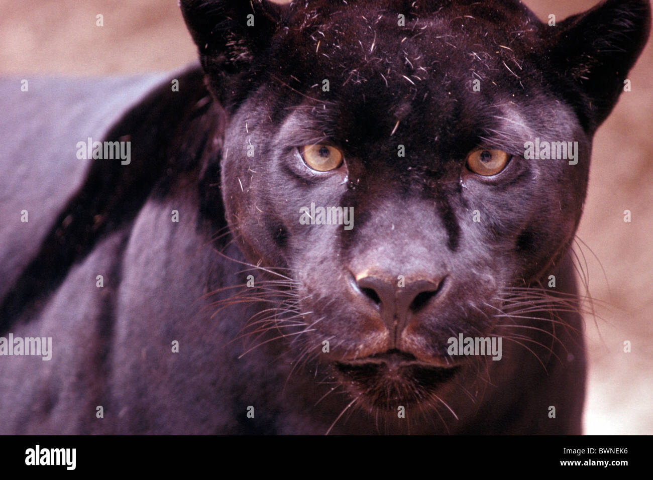 Jaguar Panthera onca black portrait face big cat one animal Stock Photo
