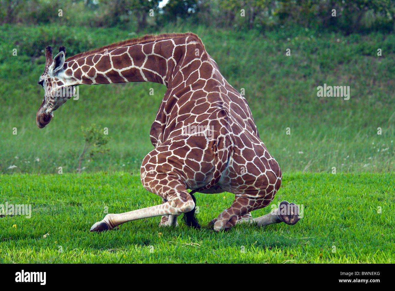 Giraffe Giraffa camelopardalis get up stand up one animal sitting down sit  down Stock Photo - Alamy