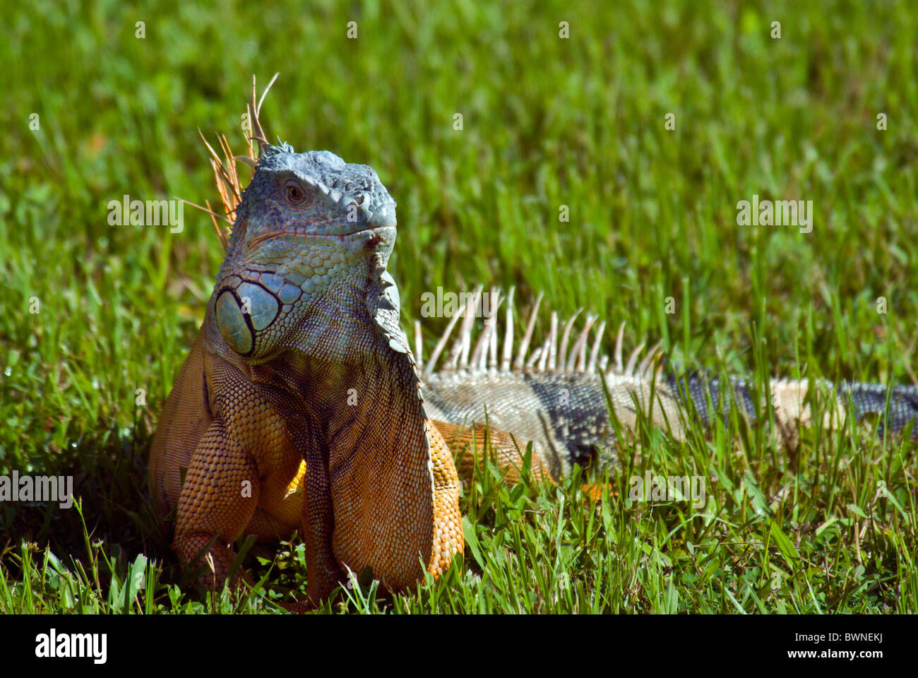 Green Iguana Iguana iguana reptile lizard one animal Stock Photo - Alamy