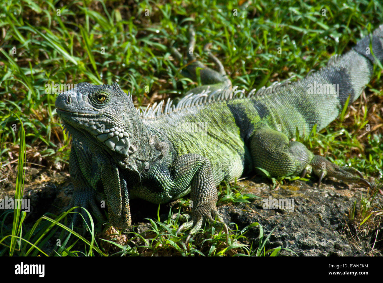 Green Iguana Iguana iguana reptile lizard one animal Stock Photo - Alamy