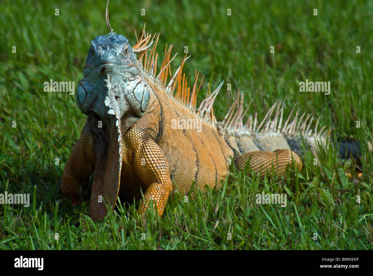 Green Iguana Iguana iguana reptile lizard one animal Stock Photo - Alamy