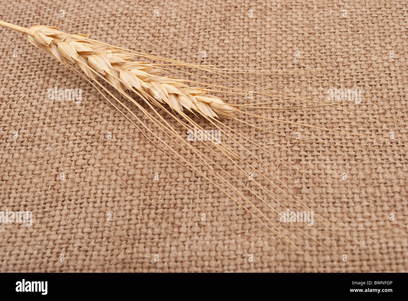 Wheat ear on burlap background Stock Photo - Alamy