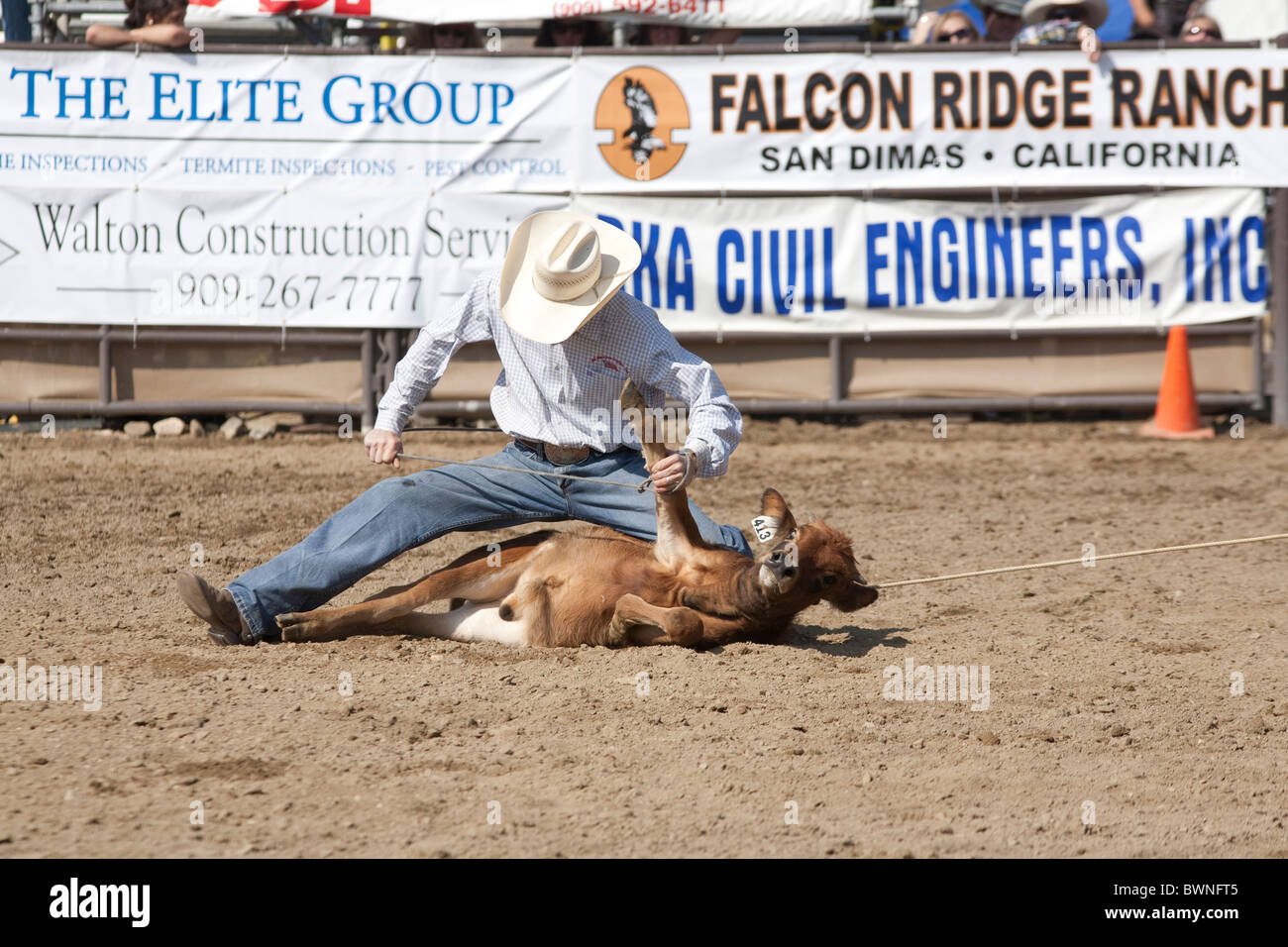 Unidentified cowboy competes in the Tie Down Roping event at the San Dimas Rodeo on October 2, 2010 in San Dimas, CA. Stock Photo