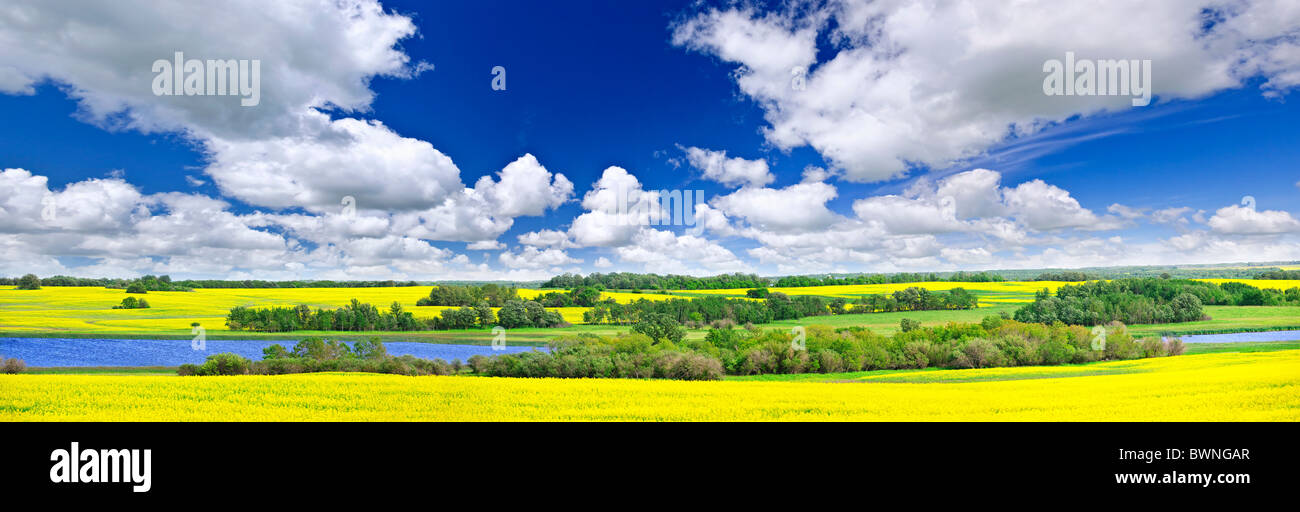 Panoramic landscape prairie view of canola field and lake in Saskatchewan, Canada Stock Photo