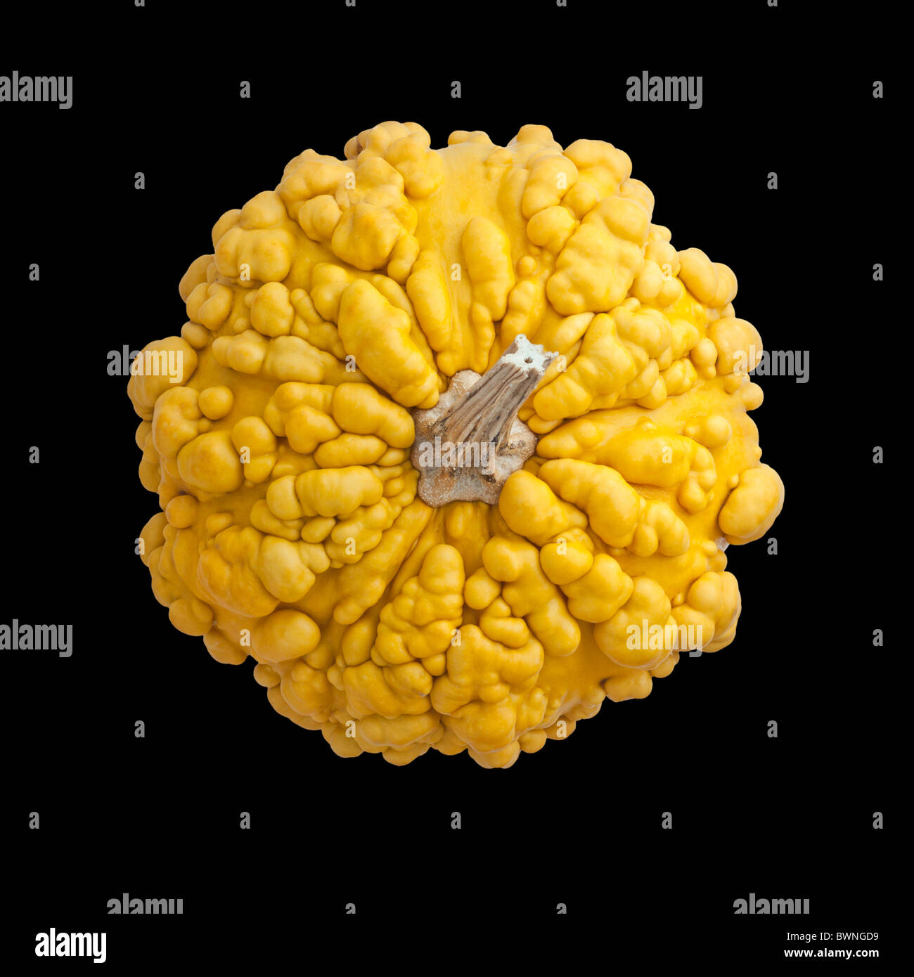 Verruqueuse Cucurbita pepo gourd hi-res stock photography and images - Alamy