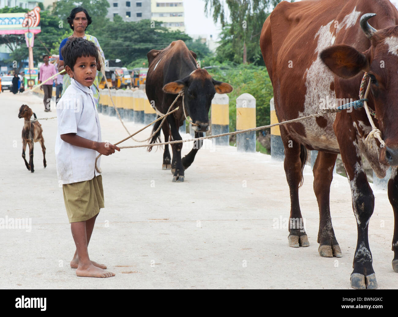 Young indian boy walking the family cow across a bridge on the streets of Puttaparthi, Andhra Pradesh, India Stock Photo