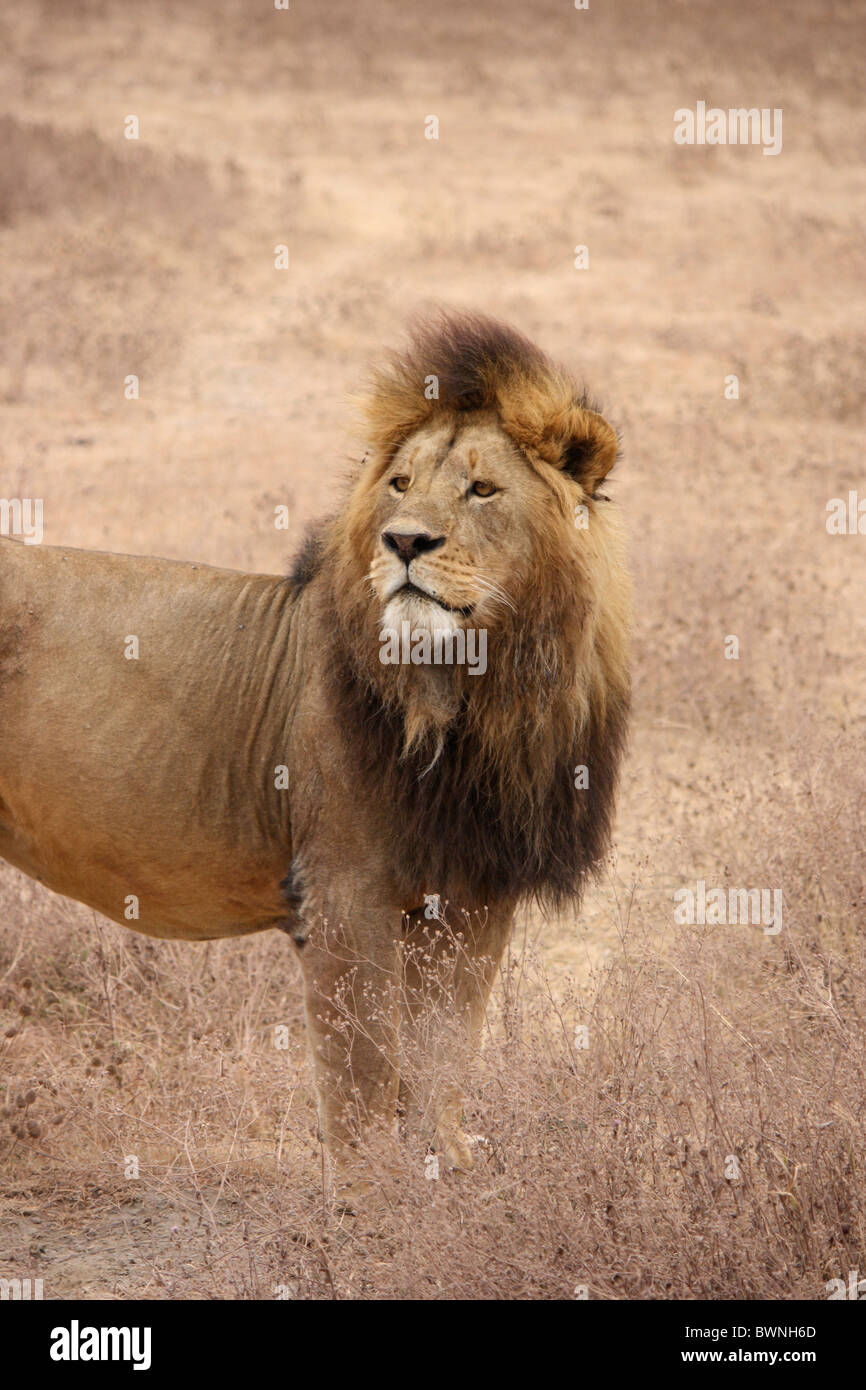 Lion, Ngorongoro Crater, Tanzania Stock Photo