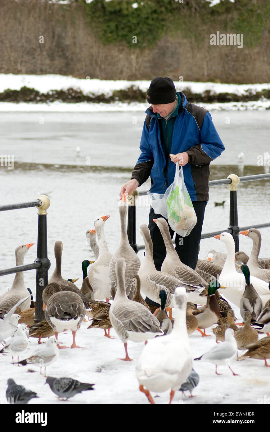 Man feeding geese in the snow.  The background is the moat at Caerphilly castle which is frozen over. Stock Photo