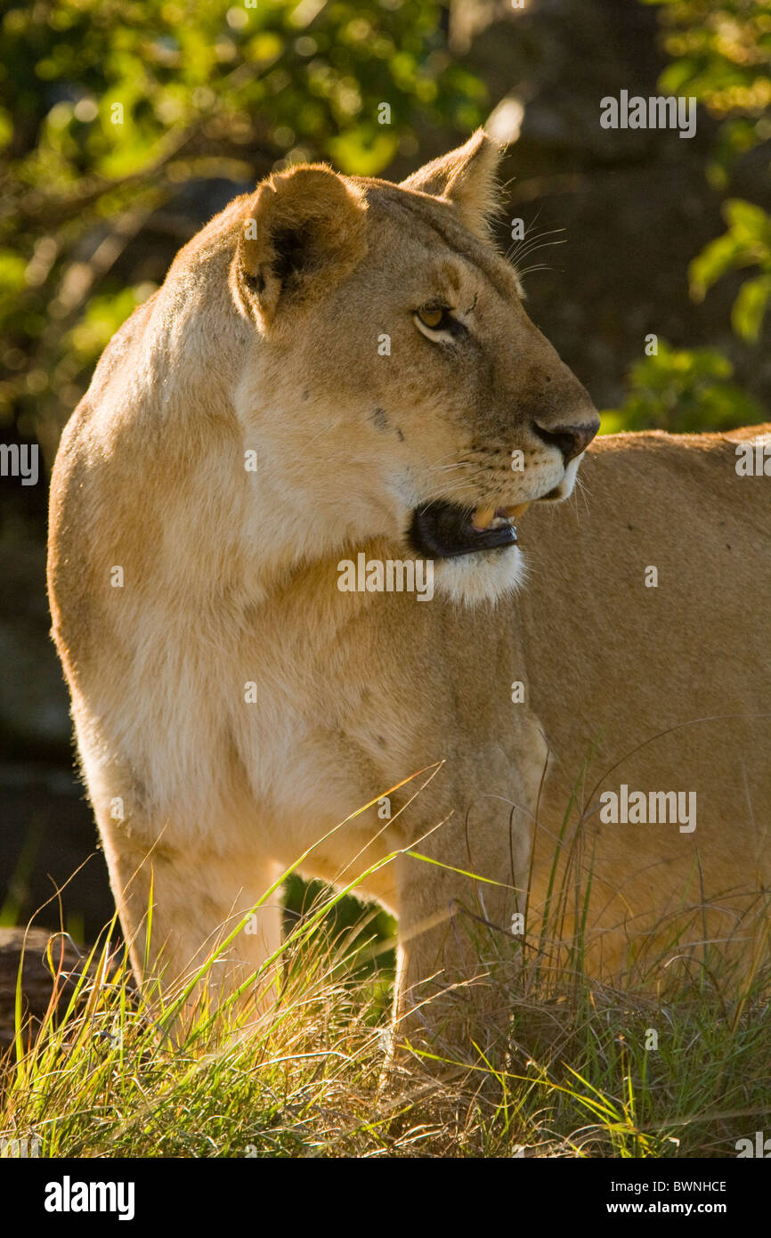 Lions in the Masai Mara, Kenya, East Africa Stock Photo - Alamy