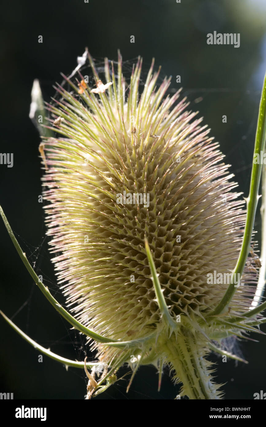 Seed head of Wild Teasel (Dipsacus fullonum), hiding place for little spiders; Alblasserdam, South-Holland, Netherlands Stock Photo