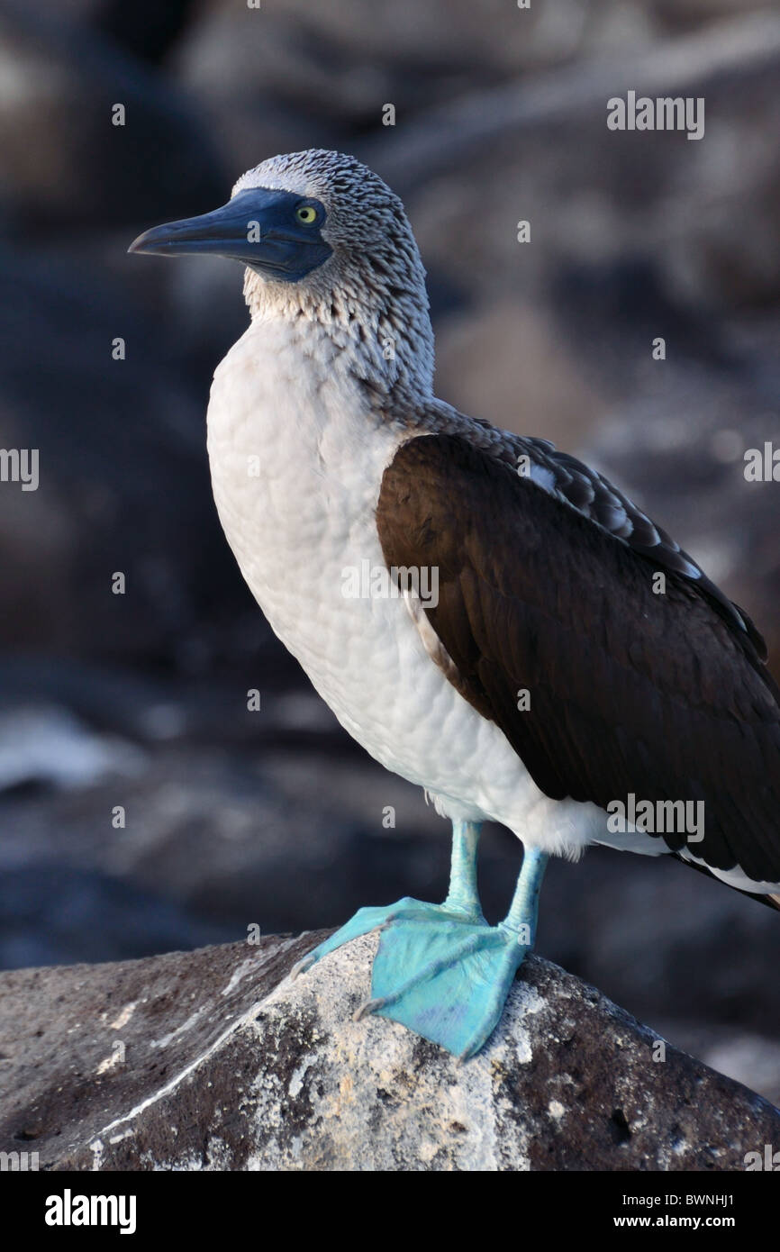 Blue-footed Booby Stock Photo