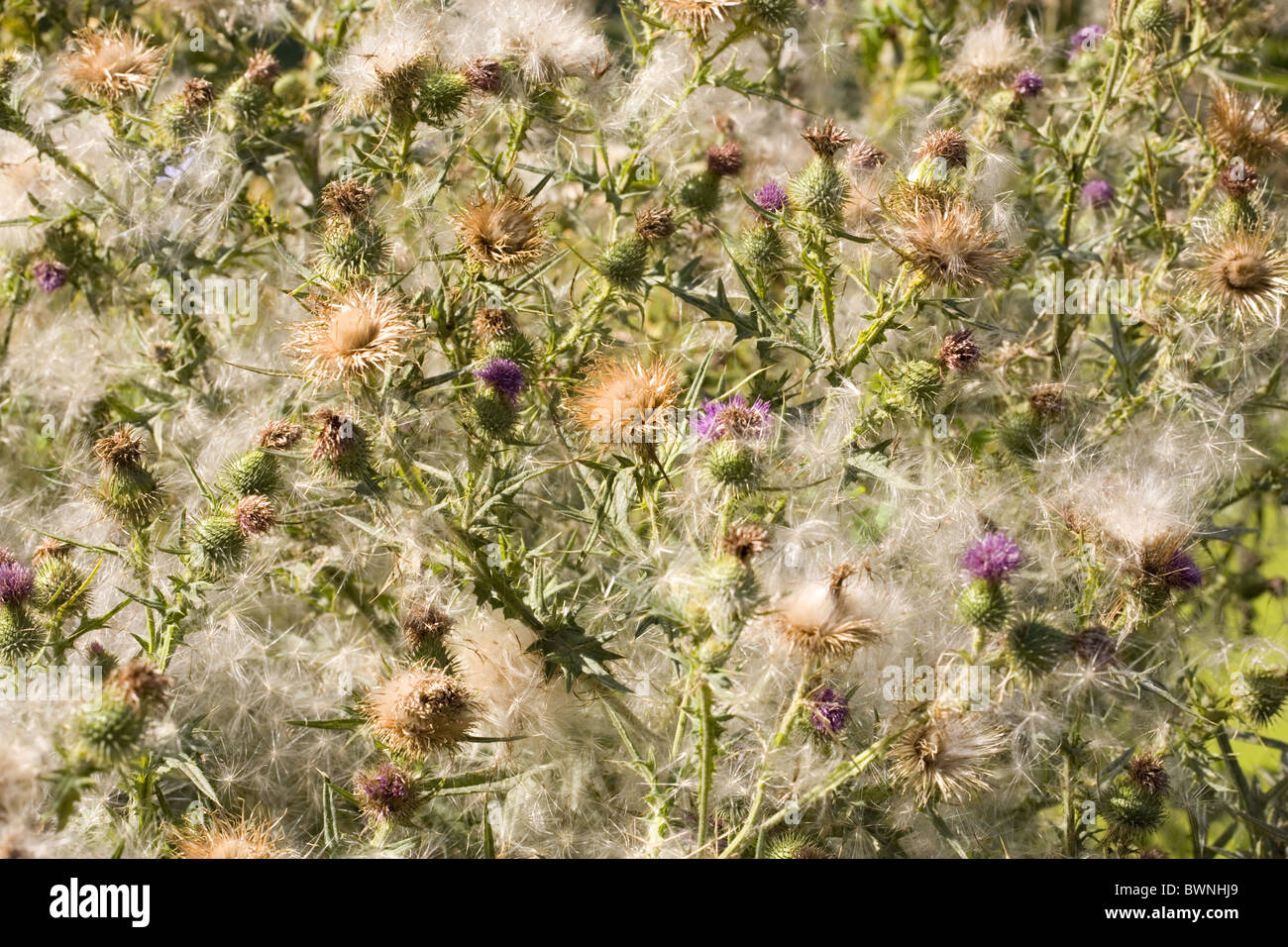 Spear Thistle (Cirsium vulgare) covered with seed plumes, Alblasserdam , South-Holland, Netherlands Stock Photo