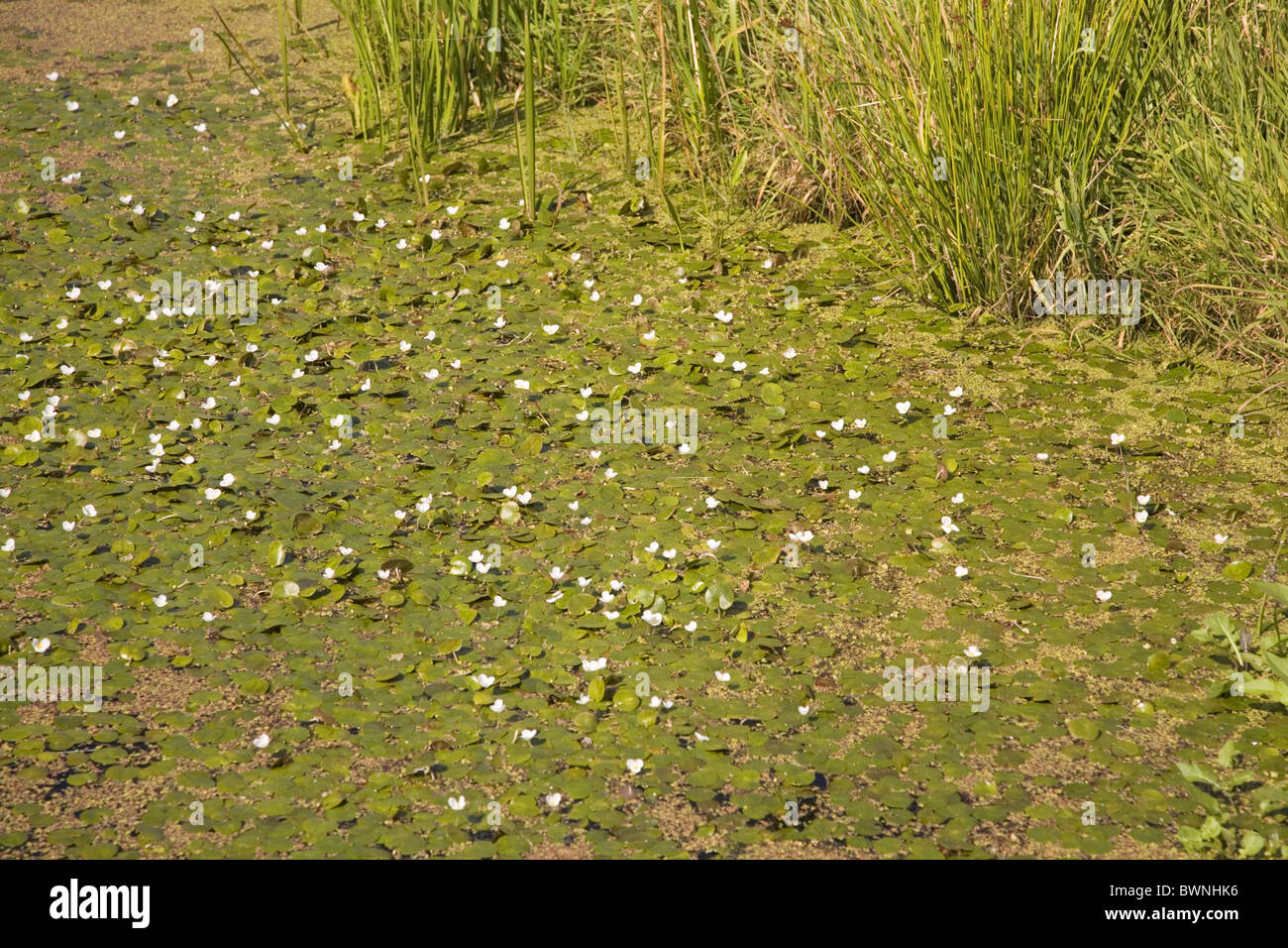 Ditch covered with flowering Frogbit (Hydrocharis morsus-ranae), Bleskensgraaf, South-Holland, Netherlands Stock Photo