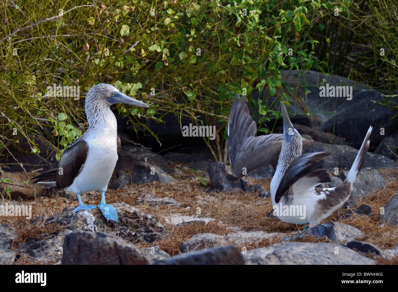 Blue-footed Boobies - Courtship Stock Photo