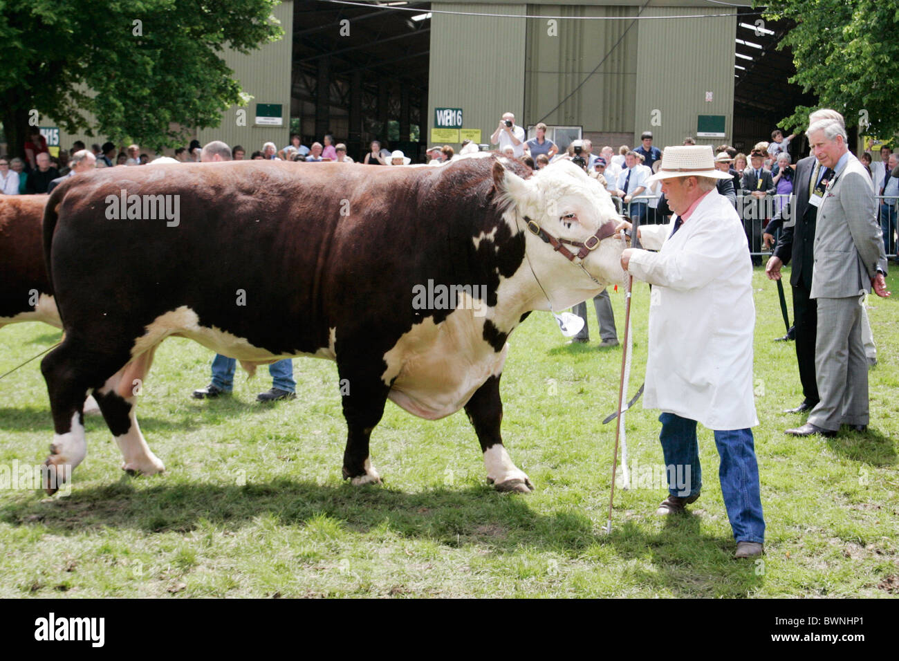 Hereford Bulls at the Three Counties Show in Malvern Showground in Worcestershire Stock Photo