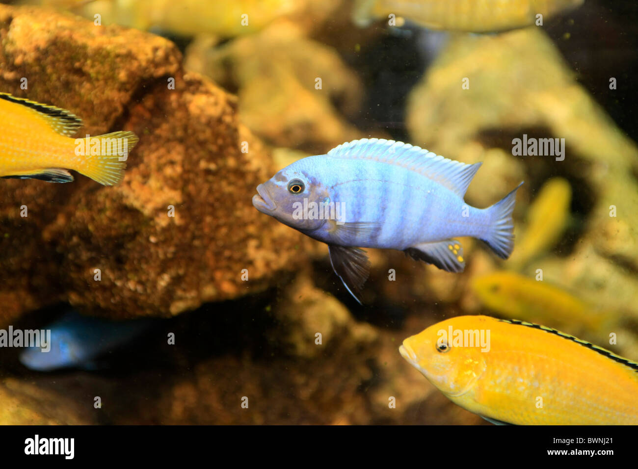Electric Yellow and blue Cichlid Reef fish. Also known as Lemon Lab or Yellow Prince fish. Endemic to the shores of East Africa Stock Photo