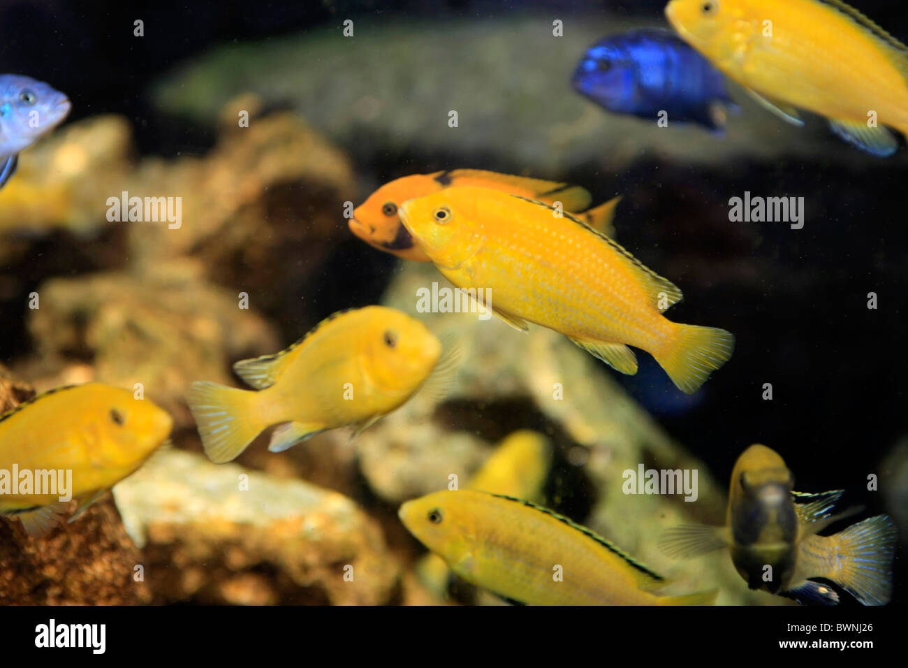 Electric Yellow Cichlid Reef fish. Also known as Lemon Lab or Yellow Prince fish. Endemic to the shores of East Africa Stock Photo