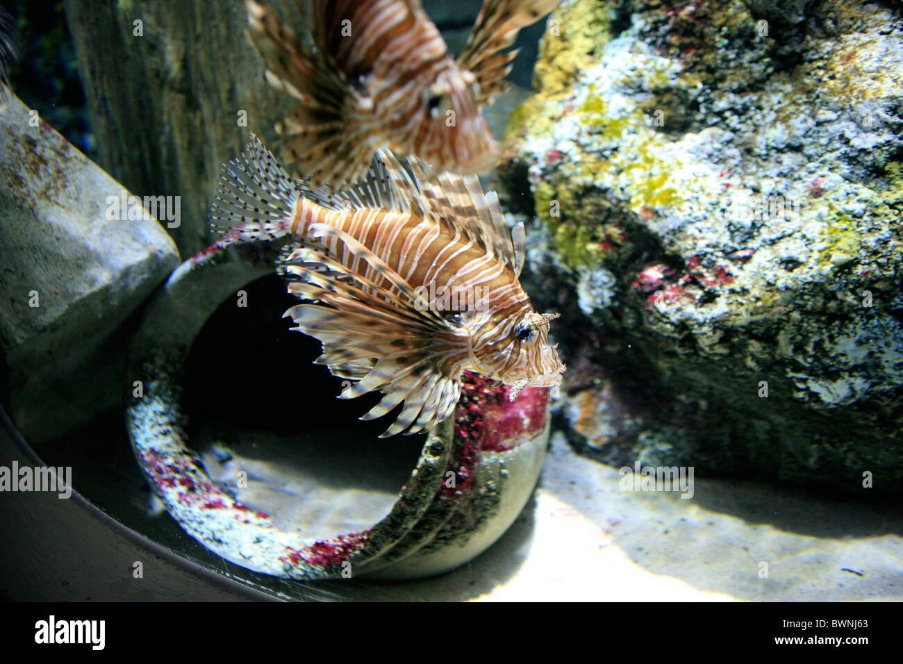 Lion-Fish also called the Scorpion-Fish is brightly striped fish of the genus Pterois from the Indo-Pacific region Stock Photo