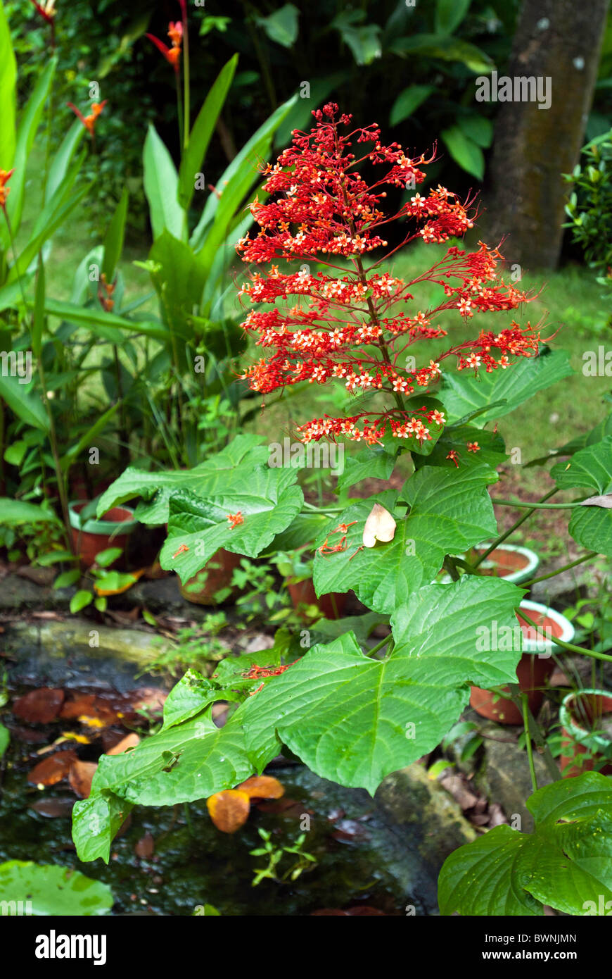 Clerodendrum paniculatum;crown of Lord Krishna;Pagoda flower;Verbenaceae family;native of Sri Lanka, Malayasia & southeast Asia Stock Photo