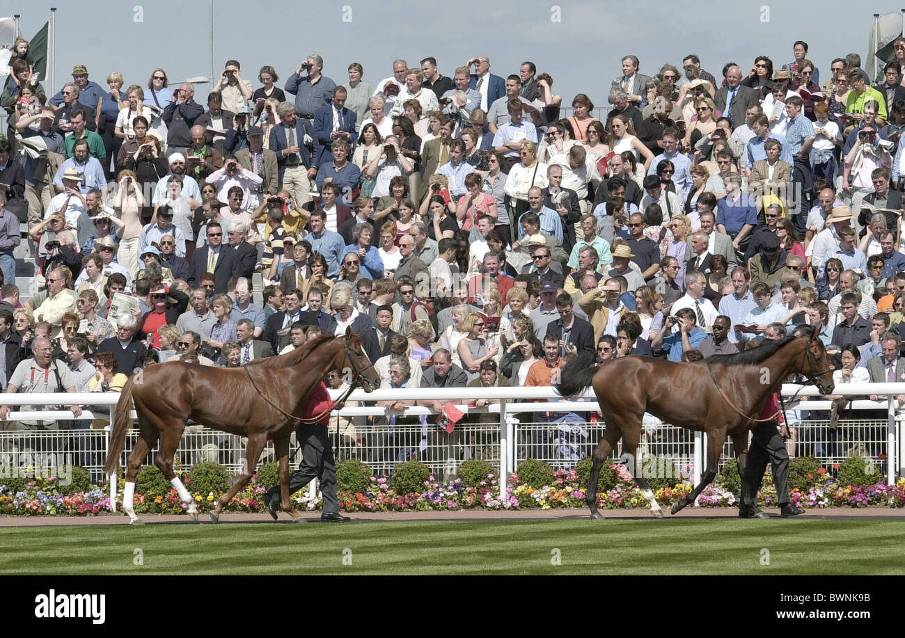 HORSES DERBY RUNNERS BEING PARADED IN THE PADDOCK BEORE THE RACE