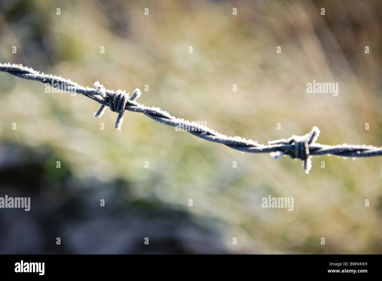 Light snow on barbed wire Stock Photo