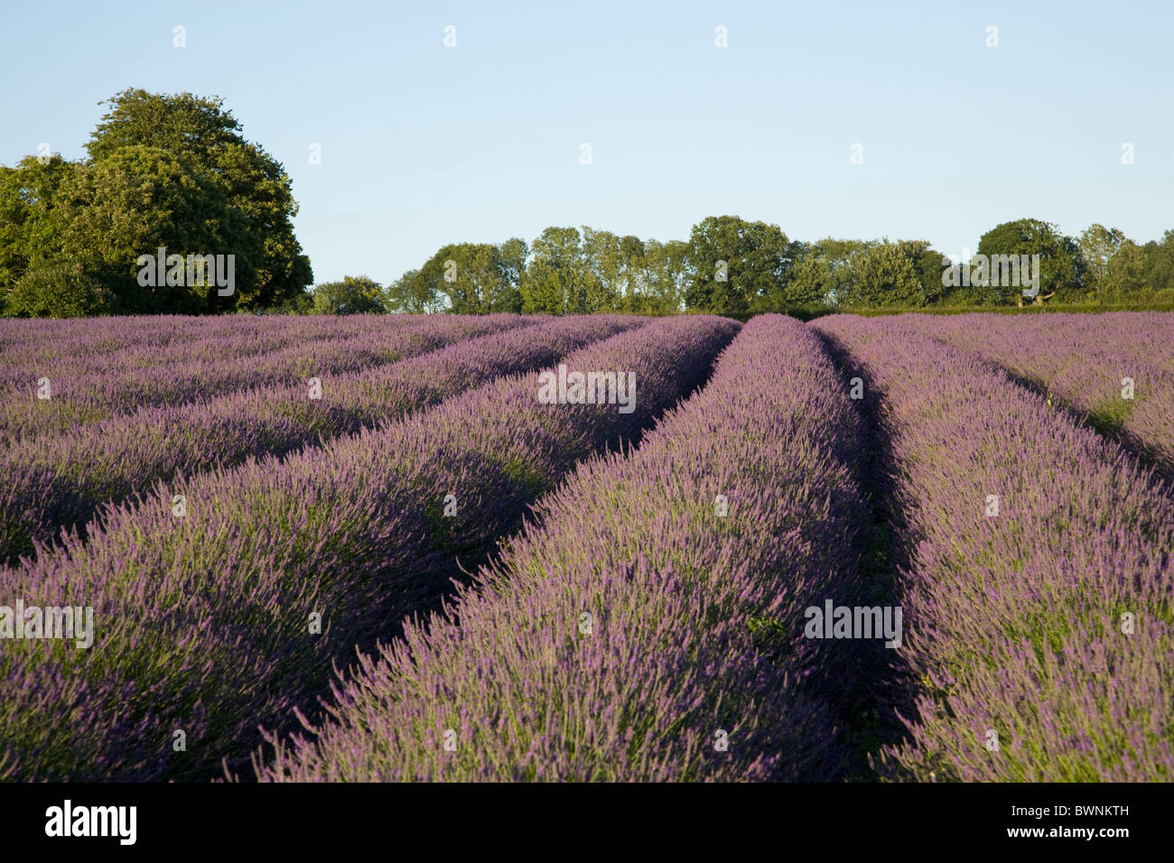 Alton hampshire countryside hires stock photography and images Alamy
