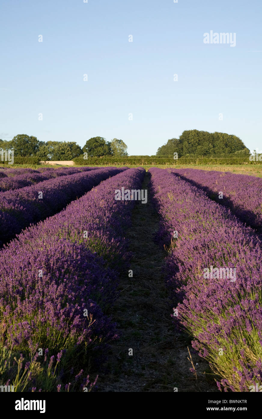 Lavender fields at Hartley Park Farm, Alton, Hampshire, England Stock Photo Alamy