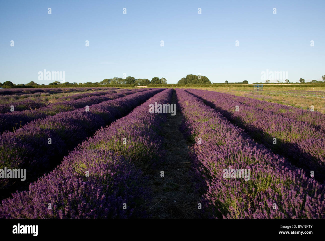 Lavender fields at Hartley Park Farm, Alton, Hampshire, England Stock Photo Alamy