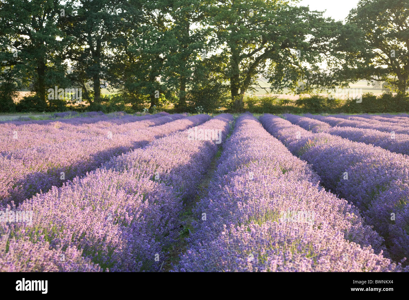 Lavender fields at Hartley Park Farm, Alton, Hampshire, England Stock