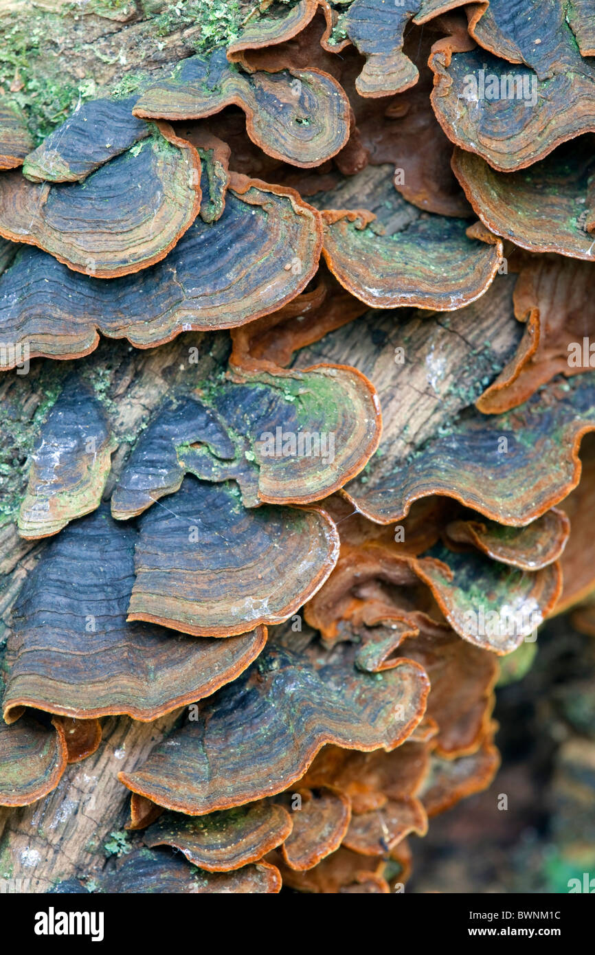 Many Zoned Polypore; Treametes versicolor Stock Photo