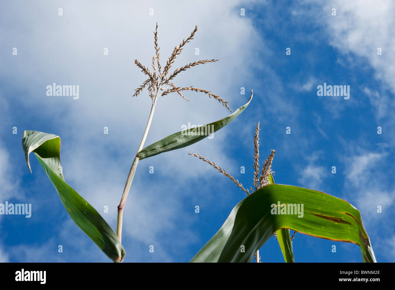 Corn tassels (male flowers) against a blue sky with white clouds. Stock Photo