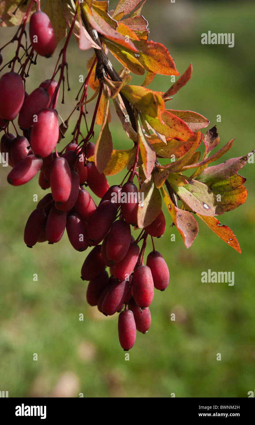 Japanese Barberry growing in a fencerow in Ontario, Canada, where it is an invasive species. Stock Photo