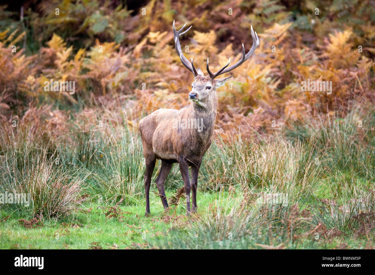 Red Deer; Cervus elaphus; stag; autumn Stock Photo