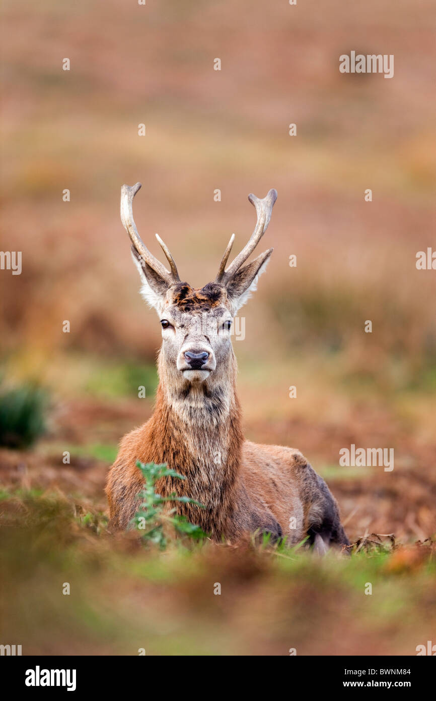 Red Deer; Cervus elaphus; stag; autumn Stock Photo
