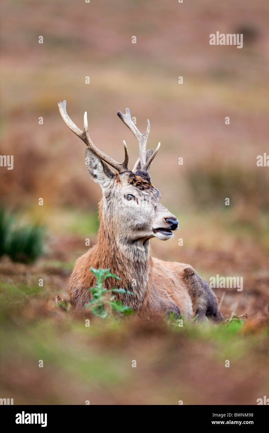 Red Deer; Cervus elaphus; stag; autumn Stock Photo