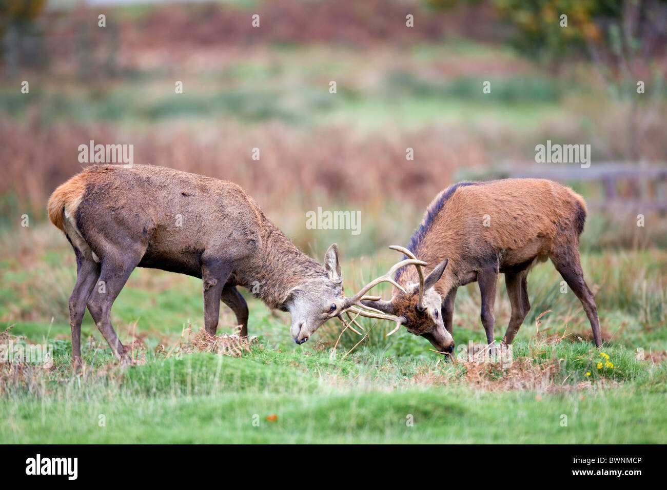Red Deer; Cervus elaphus; stags rutting Stock Photo