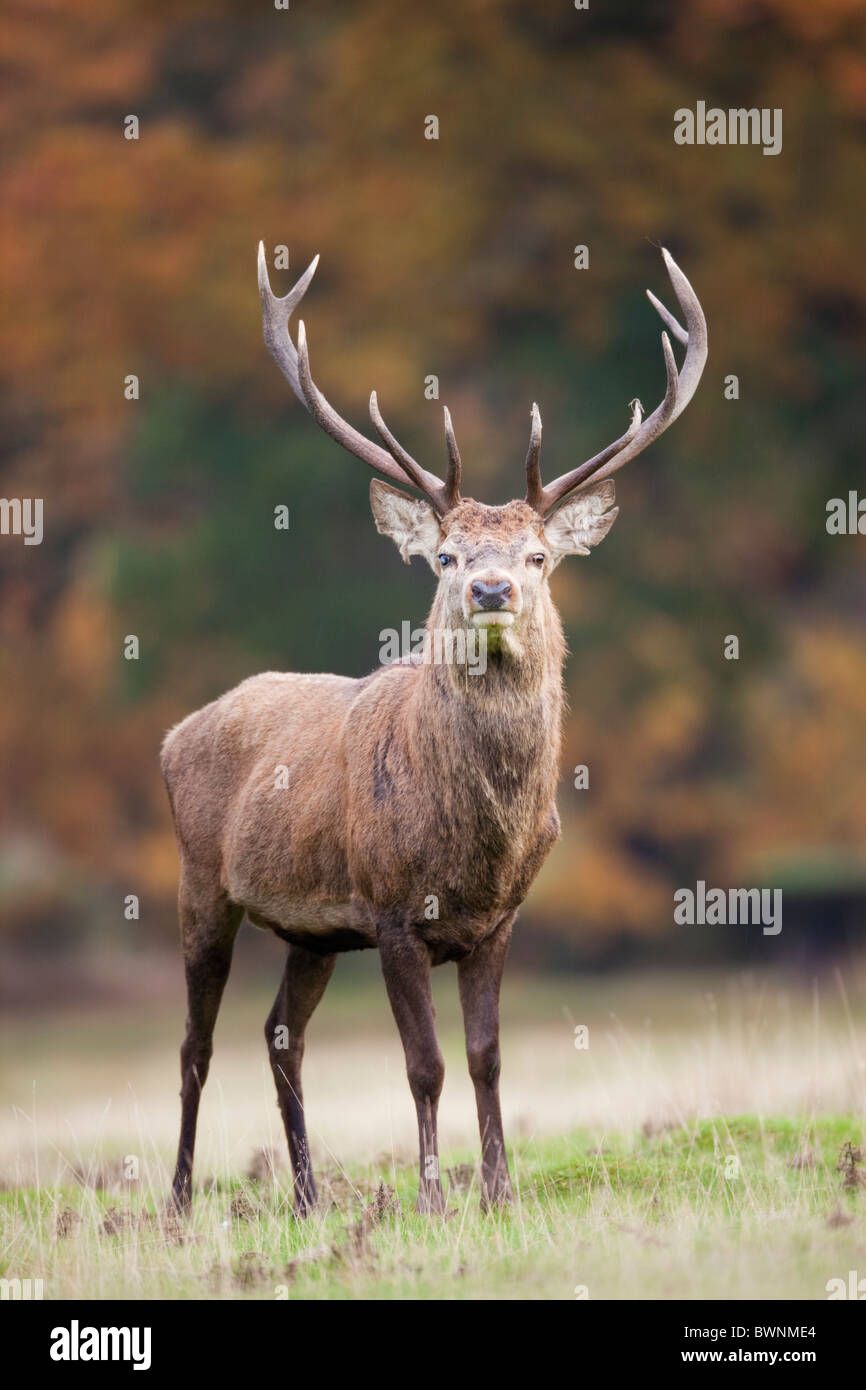 Red Deer; Cervus elaphus; stag; autumn Stock Photo