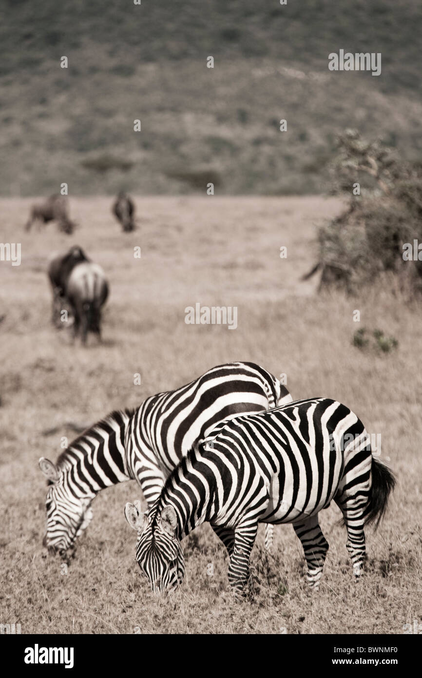 Zebra in the Masai Mara, Kenya, Africa Stock Photo - Alamy