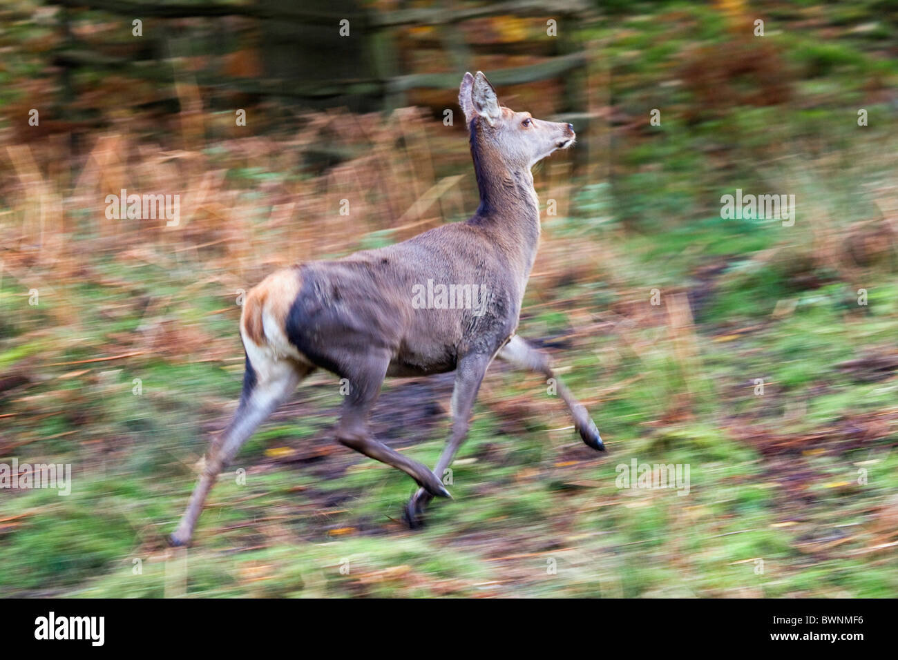 Moving deer hires stock photography and images Alamy