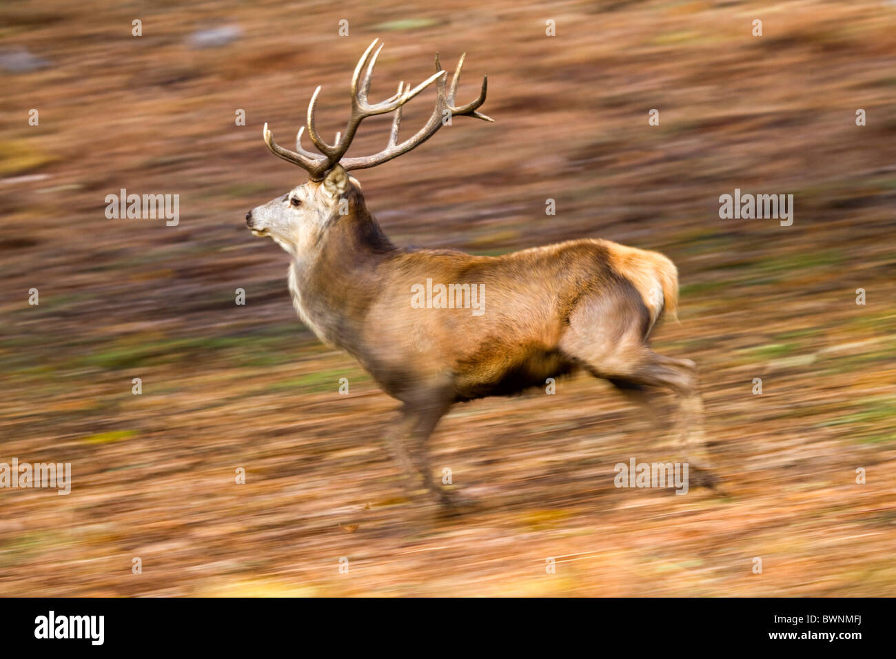 Red Deer; Cervus elaphus; stag running Stock Photo