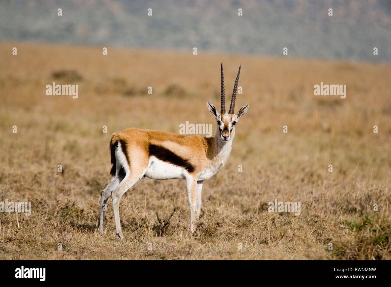 Thomsons Gazelle in the Masai Mara, Kenya Stock Photo - Alamy