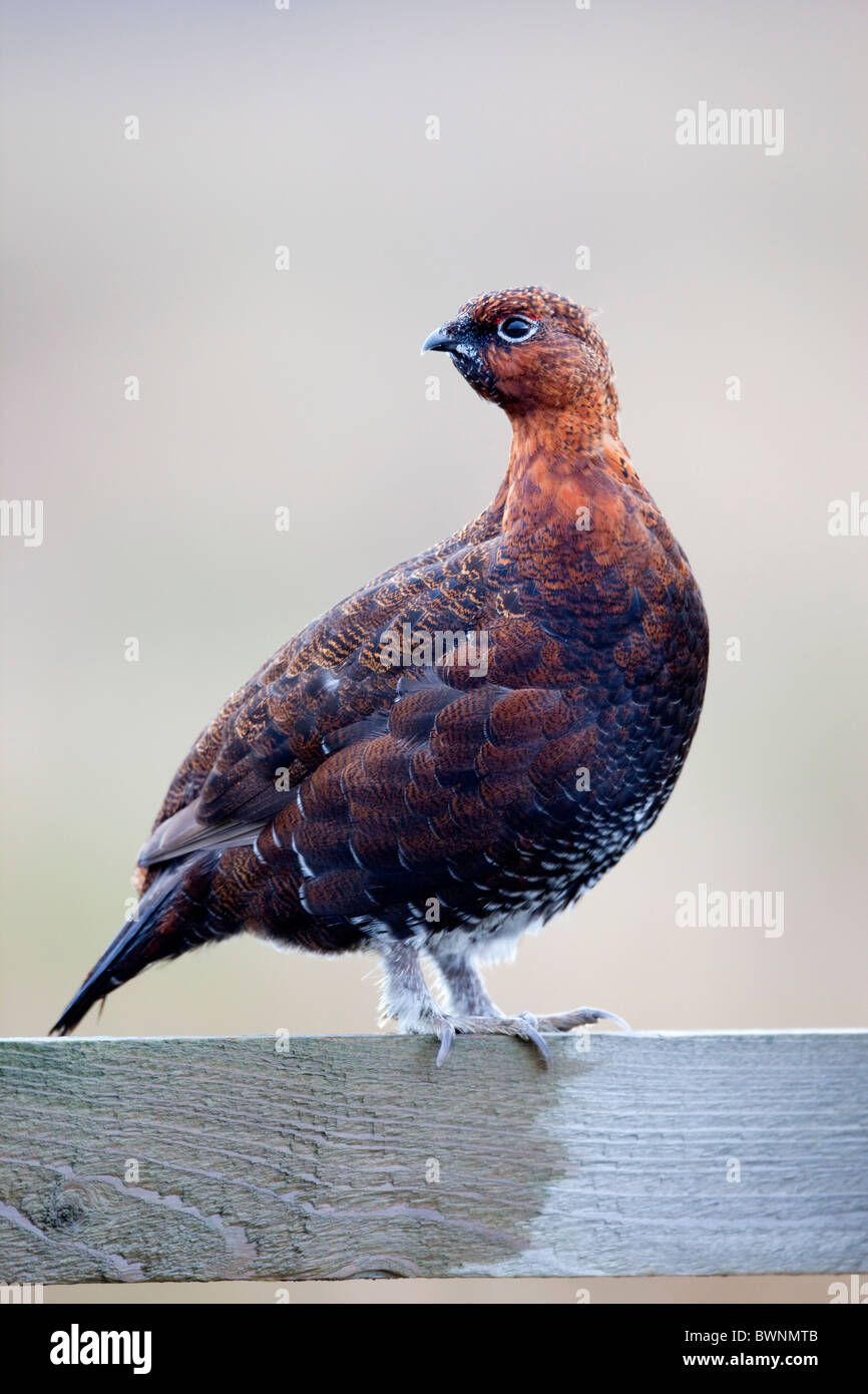 Red Grouse; Lagopus lagopus ssp scoticus; on fence; Yorkshire Stock Photo