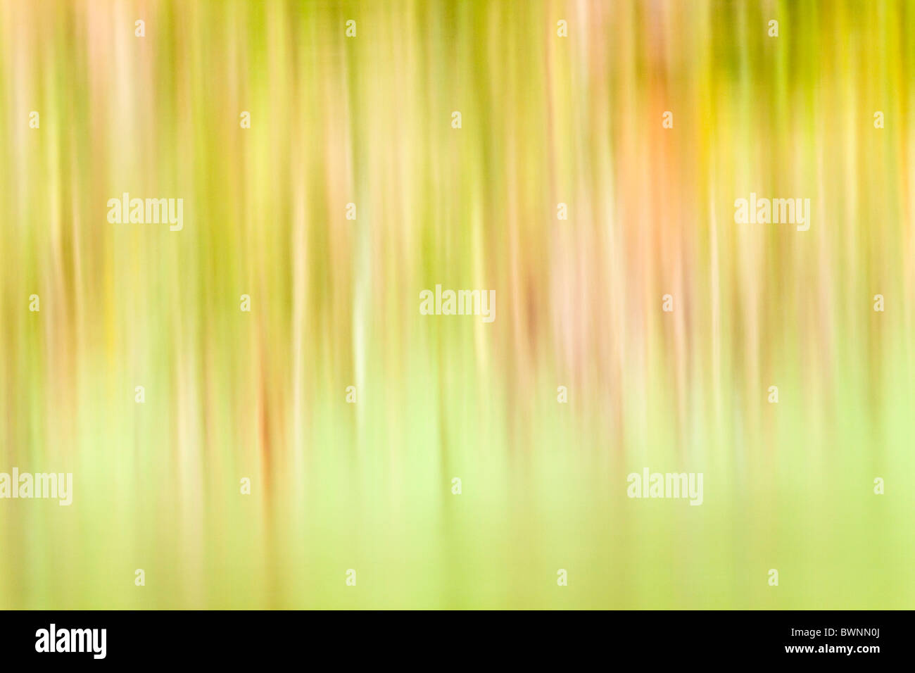 Refelctions in a woodland Stock Photo