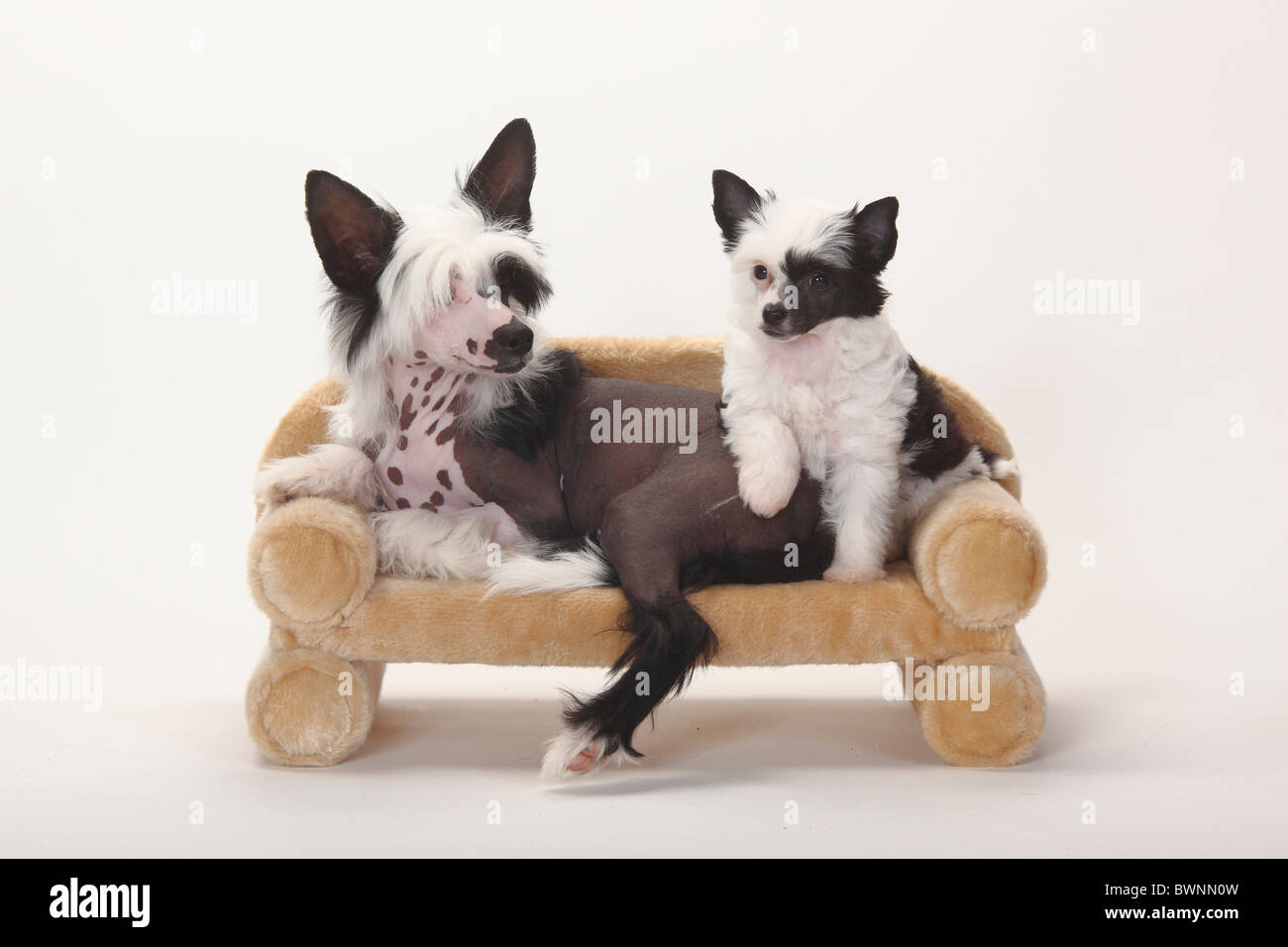 Chinese Crested Dogs, hairless and powderpuff, puppies, 4 months and 9 weeks / powder puff, sofa