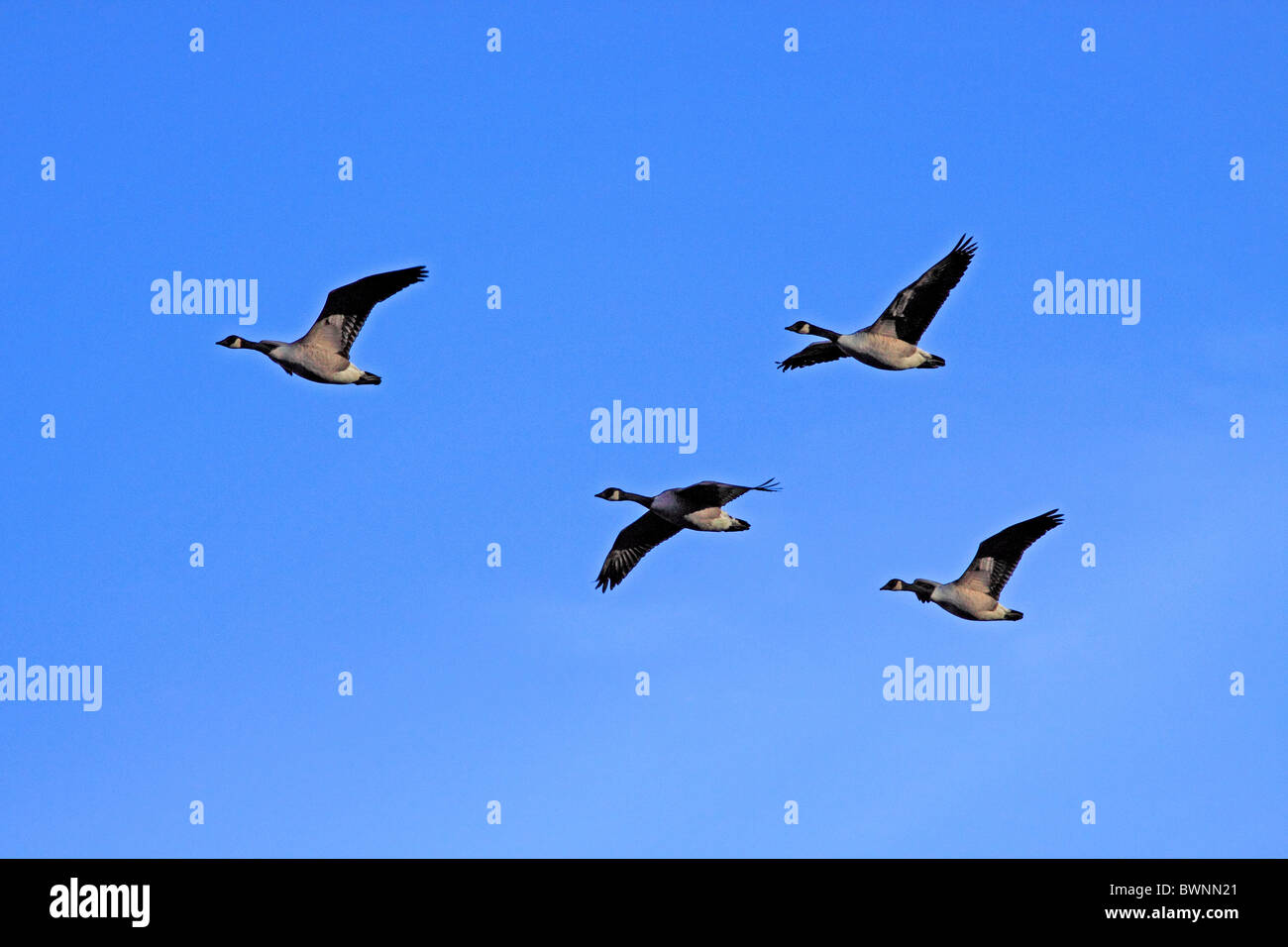 Greylag Geese in flight Stock Photo