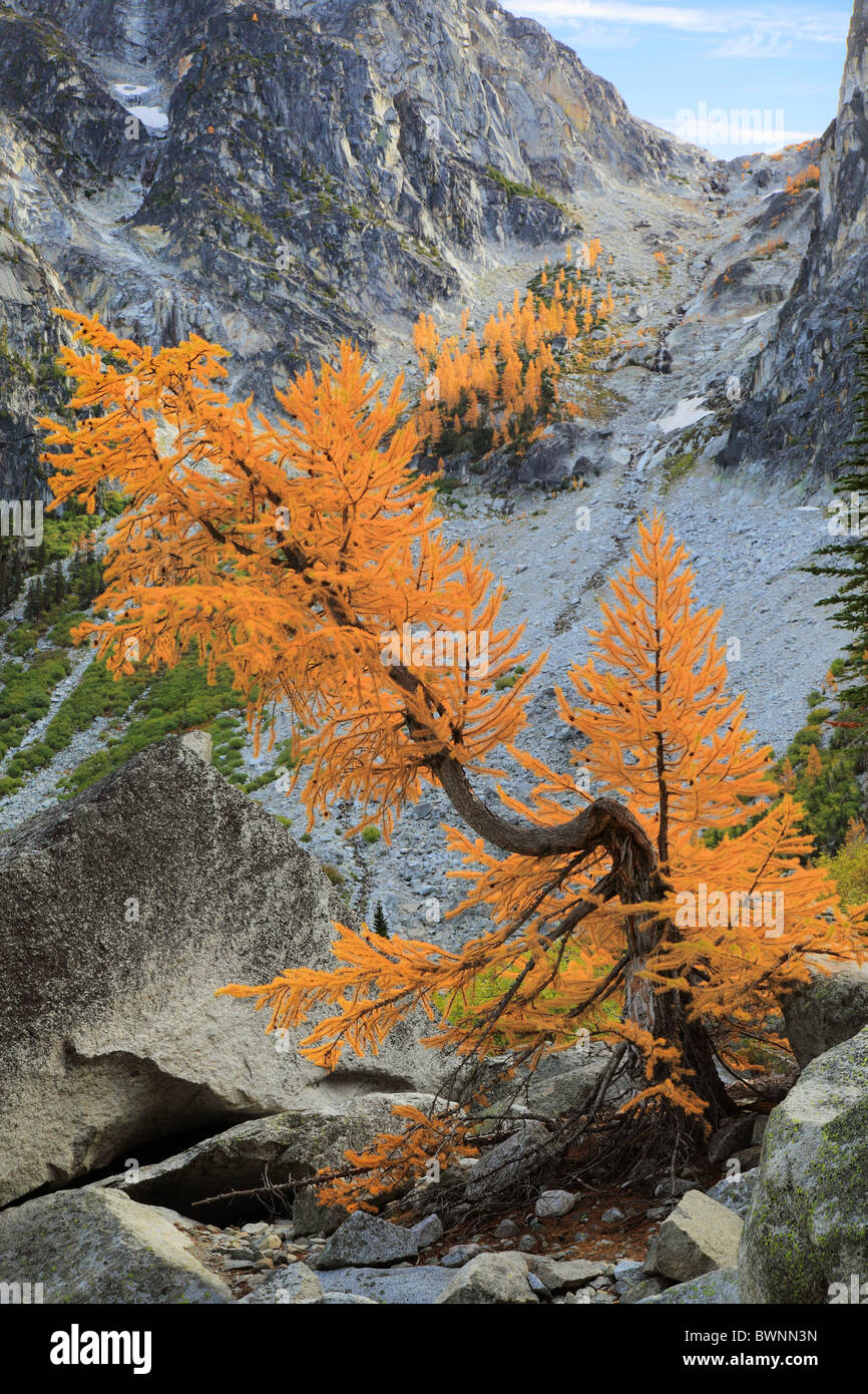 Larch trees at Crystal Lake in the Enchantment Lakes wilderness Stock ...