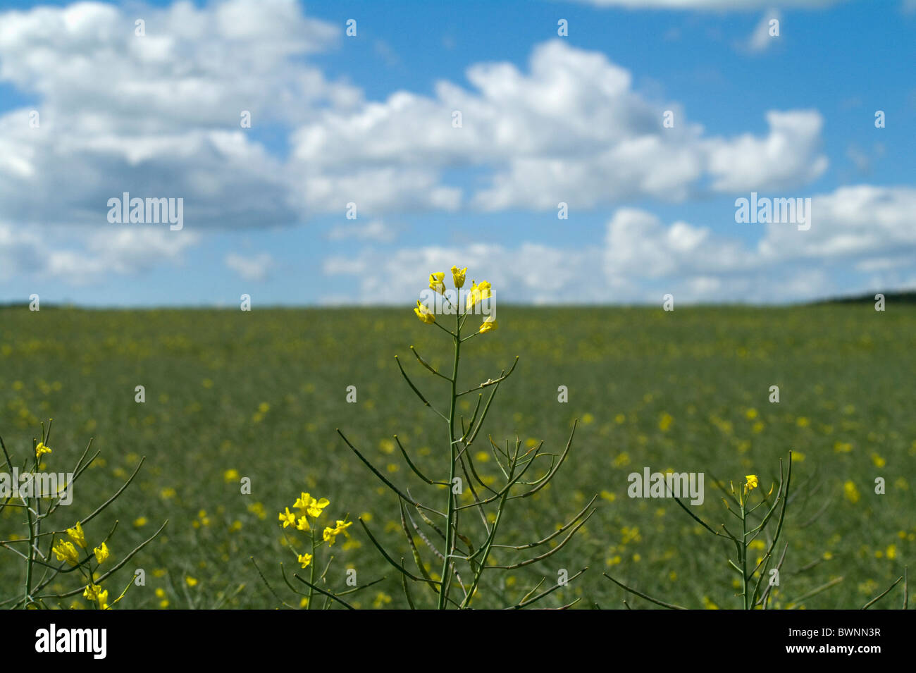 A field of oil seed rape Stock Photo - Alamy